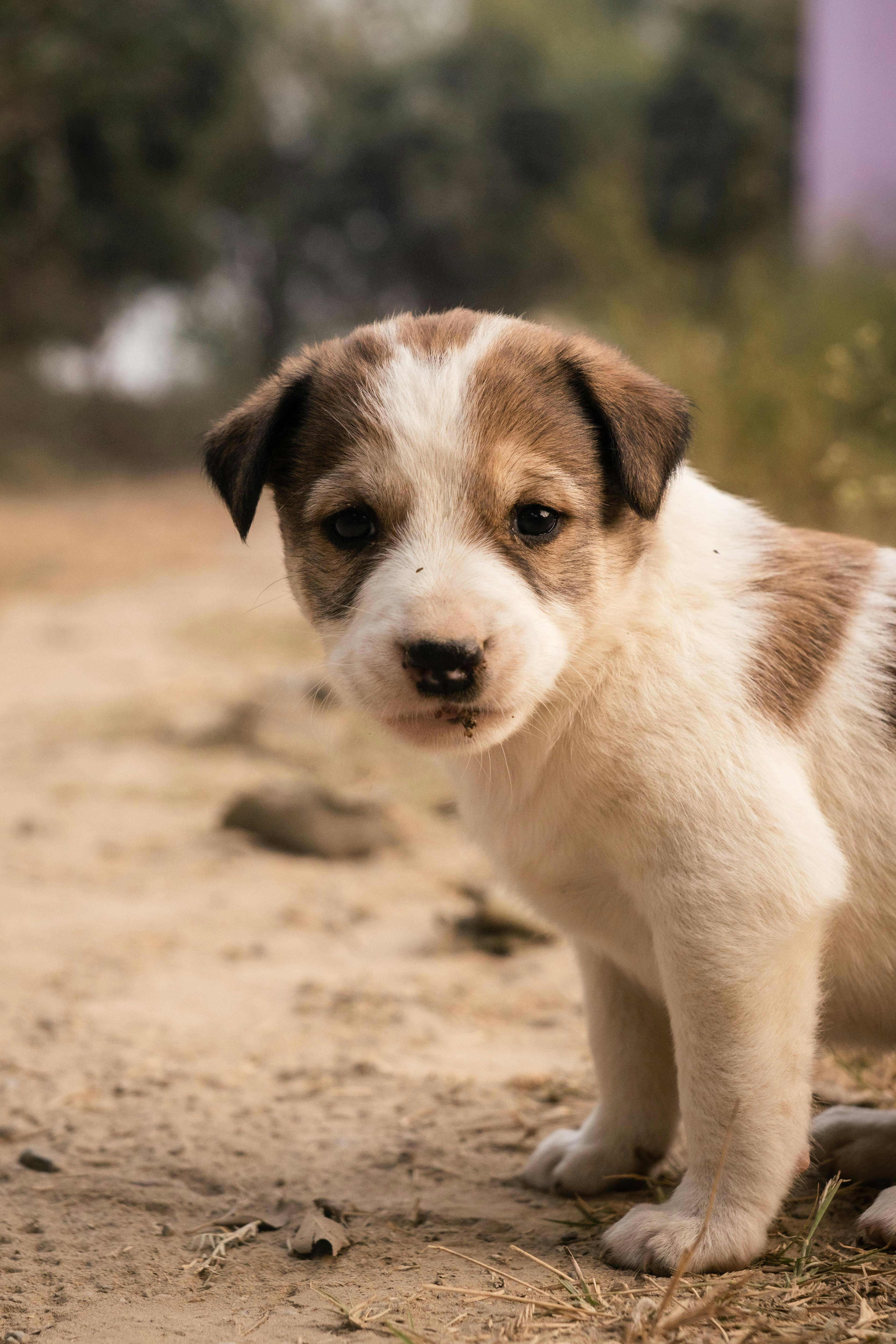 강아지가 차멀미하는 이유와 예방하는 방법에 …